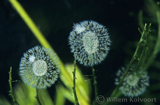 Hart raderdiertjes kolonies ( Lacinularia flosculosa) .