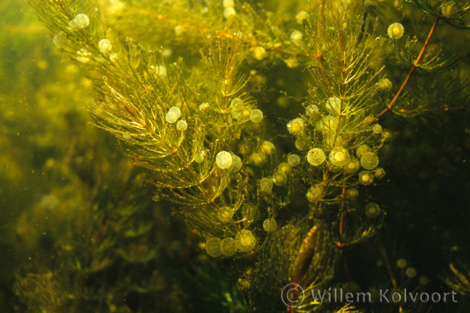 Hart raderdiertjes ( Lacinularia flosculosa ) .