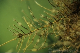 Wheel animalcules ( Sinantherina ) on tree roots