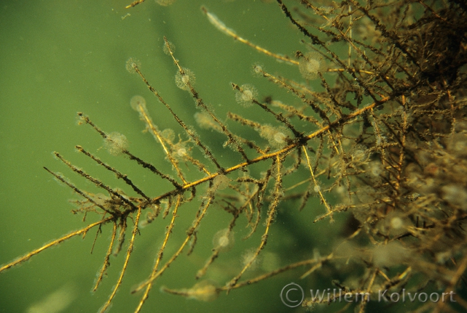 Wheel animalcules ( Sinantherina ) on tree roots