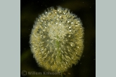 Wheel animalcules ( Sinantherina ) close up