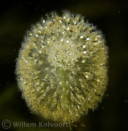 Wheel animalcules ( Sinantherina ) close up