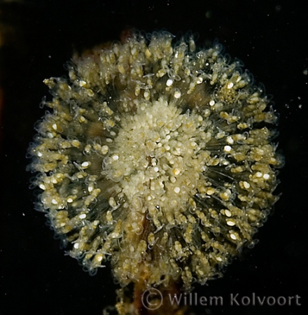 Hart raderdiertjes ( Lacinularia flosculosa ) .