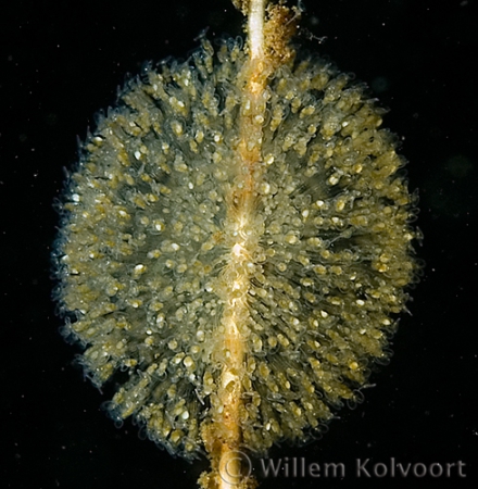 Wheel animalcules ( Sinantherina ) close up