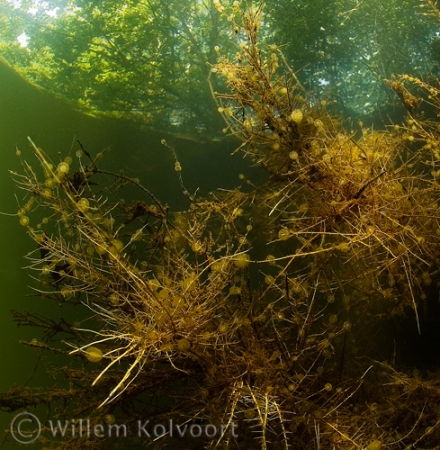 Hart raderdiertjes (Lacinularia flosculosa) .