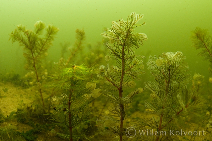 Hart raderdiertjes ( Lacinularia flosculosa) .