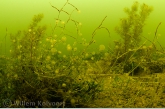 Wheel animalcules ( Sinantherina ) on waterplants