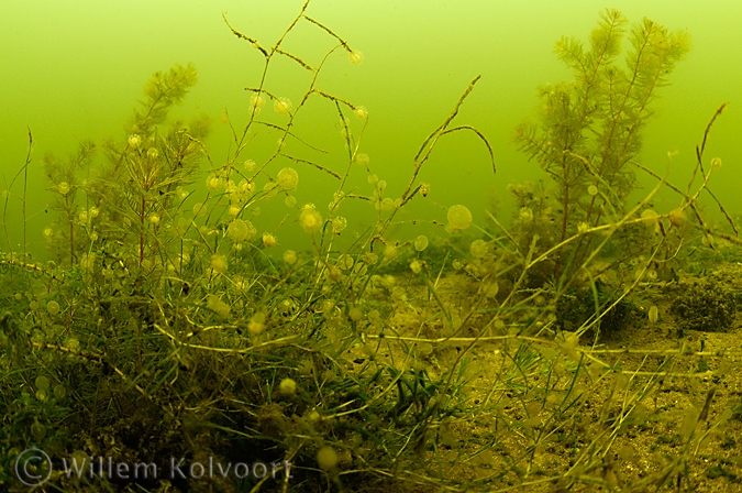 Wheel animalcules ( Sinantherina ) on waterplants