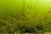 Wheel animalcules ( Sinantherina ) on waterplants