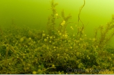 Wheel animalcules ( Sinantherina ) on waterplants