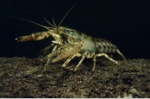 American Crayfish ( Orconectus limosus )