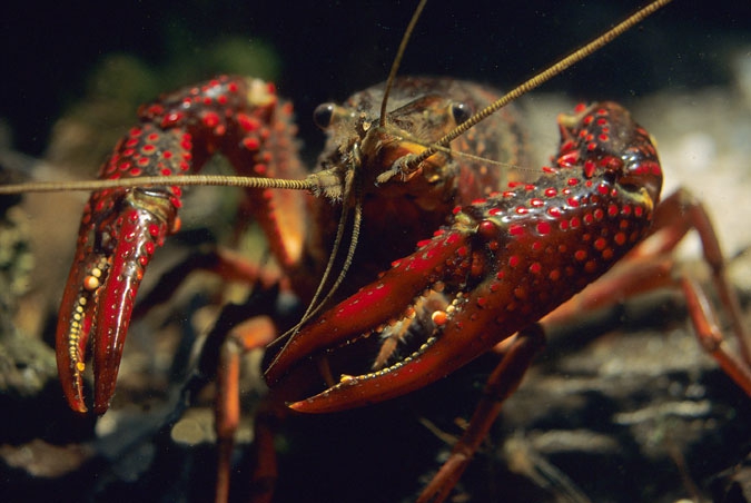 Red Crayfish ( Procambaris clarkii )