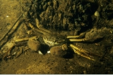 Chinese Mitten Crab ( Eriocheir sinensis )