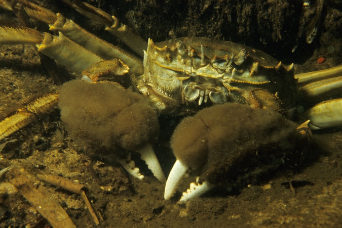 Chinese Mitten Crab ( Eriocheir sinensis )