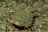 Tadpole Shrimp ( Siberia )