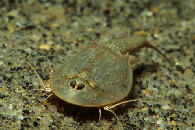 Tadpole Shrimp ( Siberia )