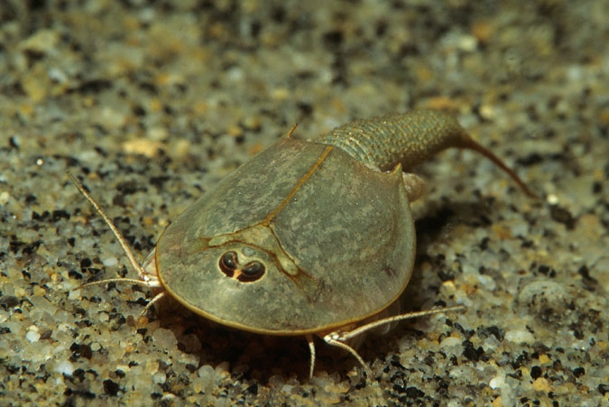 Tadpole Shrimp ( Siberia )