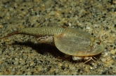 Tadpole Shrimp ( Siberia )