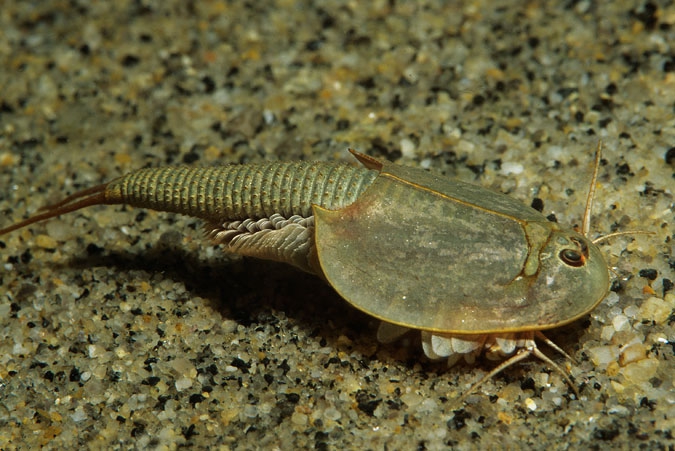 Tadpole Shrimp ( Siberia )