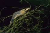 River Prawn ( Atyaephyra desmaresti )