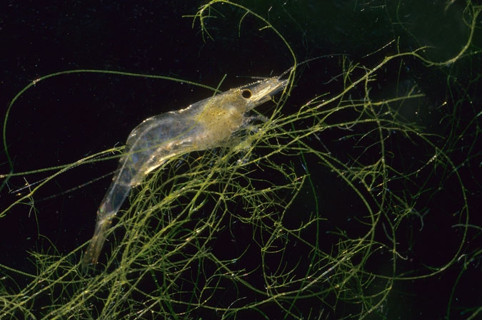 River Prawn ( Atyaephyra desmaresti )