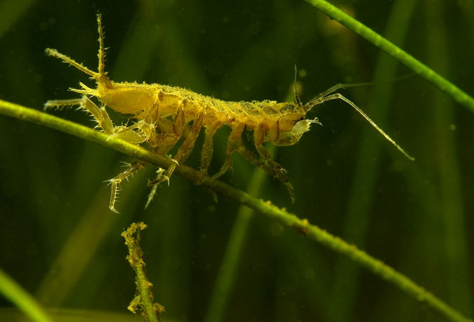 Water slater ( ( Asellus aquaticus )