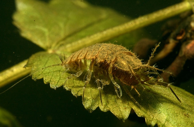 Water slater ( ( Asellus aquaticus )