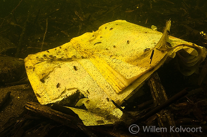 Waterpissebedden (Asellus aquaticus).