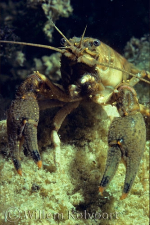 Amerikaanse zoetwaterkreeft ( Orconectes limosus ).