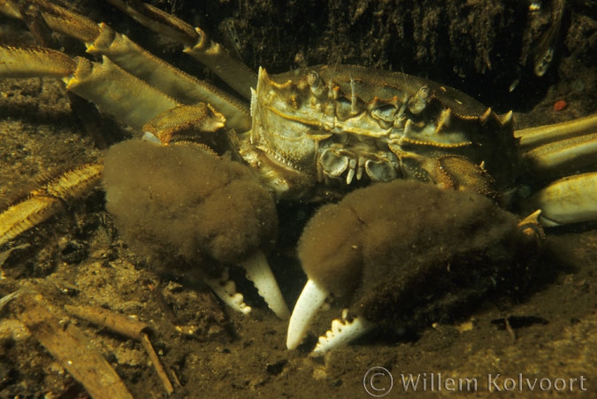 Chinese wolhandkrab ( Eriocheir sinensis ).