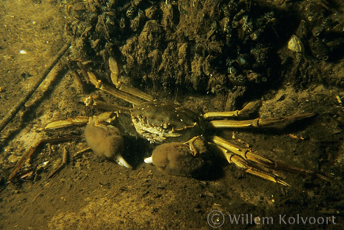 Chinese wolhandkrab ( Eriocheir sinensis ).