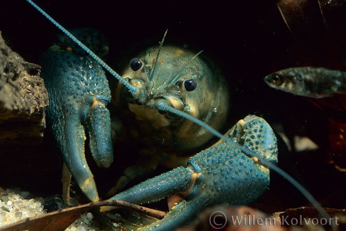 Europese zoetwaterkreeft ( Astacus astacus ).