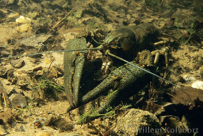 Europese zoetwaterkreeft ( Astacus astacus ).