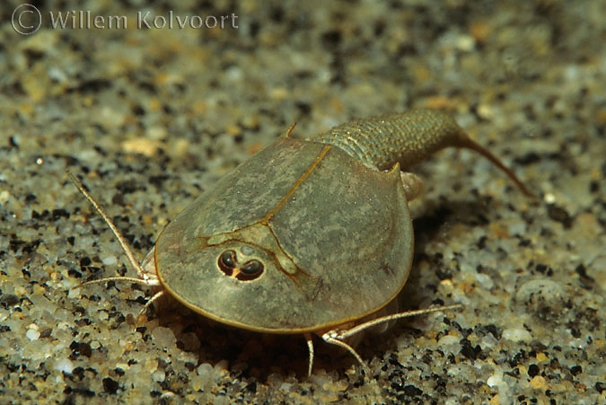 Kieuwpootkreeftje ( Lepidurus arcticus ).