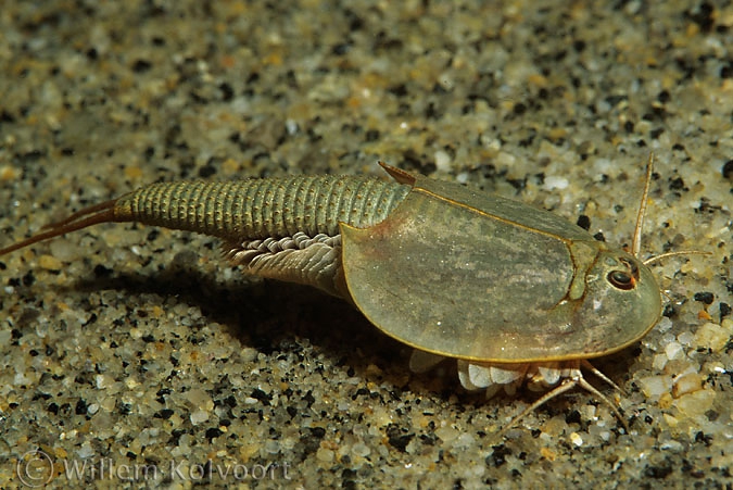 Kieuwpootkreeftje ( Lepidurus arcticus).