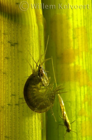 Freshwater Shrimp ( Gammarus pulex ) 