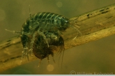 Vlokreeften parend ( Gammarus pulex ).