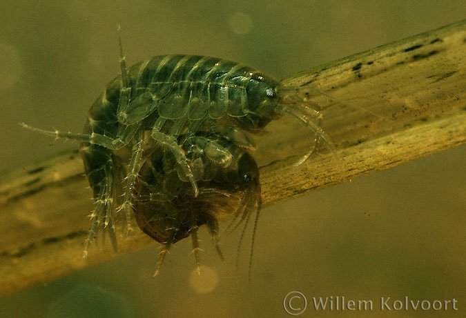 Vlokreeften parend ( Gammarus pulex ).