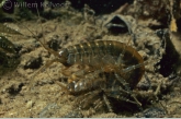 Vlokreeften parend ( Gammarus pulex ).