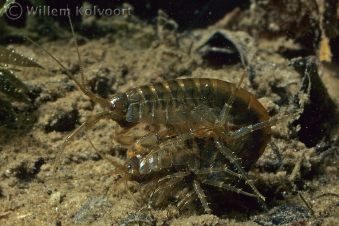 Vlokreeften parend ( Gammarus pulex ).