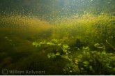 Water Fleas ( Daphnia magna )