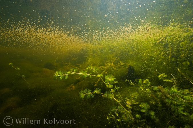 Water Fleas ( Daphnia magna )