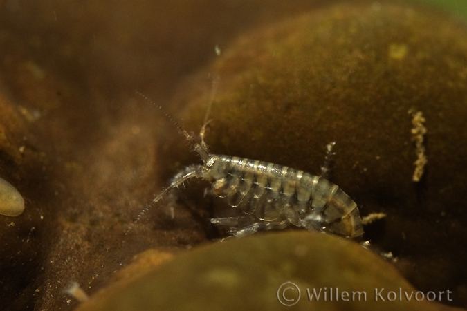 Freshwater Shrimp ( Gammarus pulex ) 