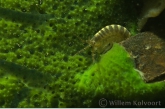 Vlokreeft ( Gammarus pulex ) op spons.