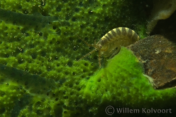 Vlokreeft ( Gammarus pulex ) op spons.