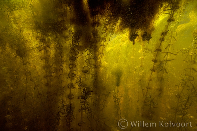 Watervlooien (Daphnia pulex).