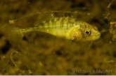 Fish Lice ( Argulus foliaceus )