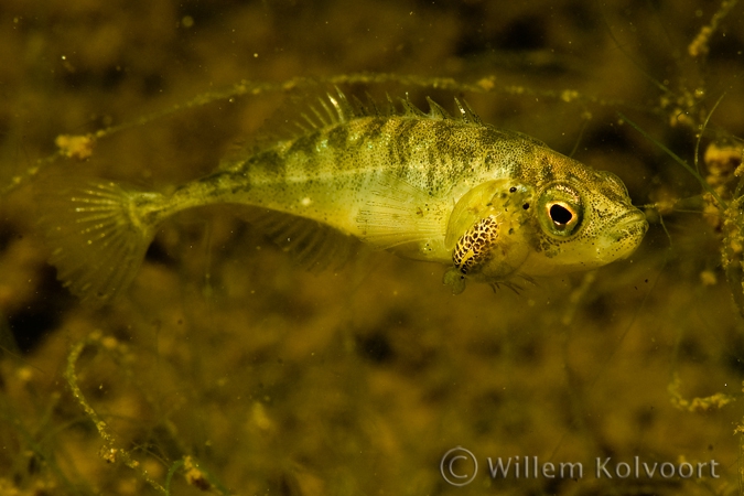 Karperluis (Argulus foliaceus).