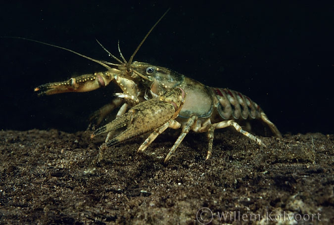 Amerikaanse zoetwaterkreeft ( Orconectes limosus ).