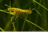 Waterpissebed ( Asellus aquaticus ).